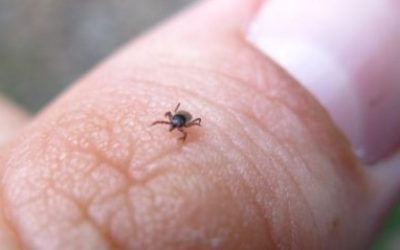 Malattia di Lyme, sintomi e cure