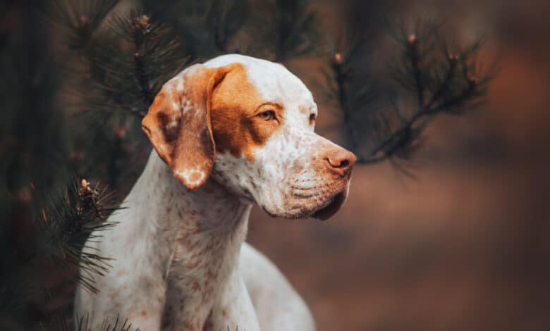 fido cane coraggioso