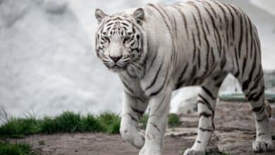 Tutto sulla tigre bianca delle nevi