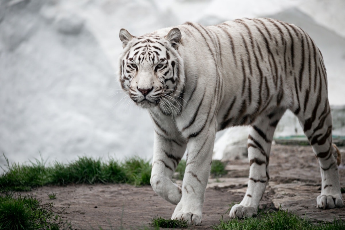 Allevamento Della Tigre Siberiana