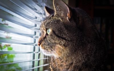 Animali e condominio, le regole