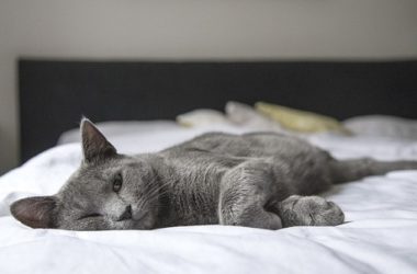 Gatto Korat: aspetto, educazione e cure