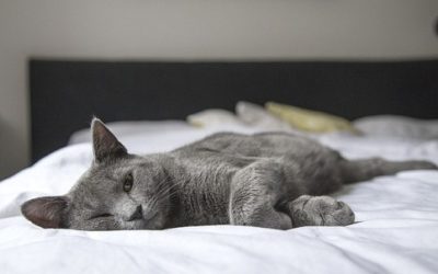 Gatto Korat: aspetto, educazione e cure