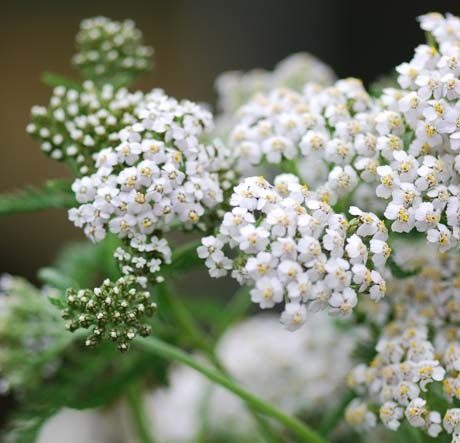 achillea benefici