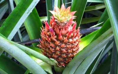 Come coltivare ananas in vaso partendo dal ciuffo