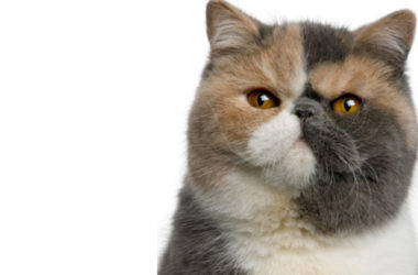 Gatto Exotic Shorthair: carattere, cura e cose da sapere