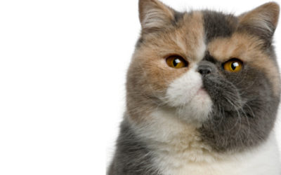 Gatto Exotic Shorthair: carattere, cura e cose da sapere