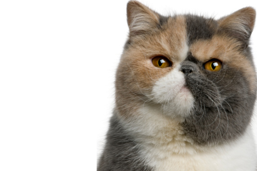 Gatto Exotic Shorthair Carattere Cura E Prezzo Tuttogreen