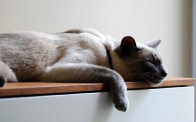 Gatto Thai: aspetto, carattere e cura