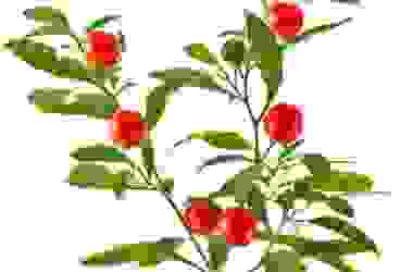 Ashwagandha, cos’è e come si utilizza