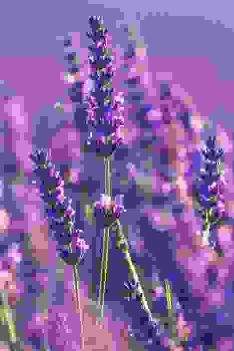lavanda proprietà