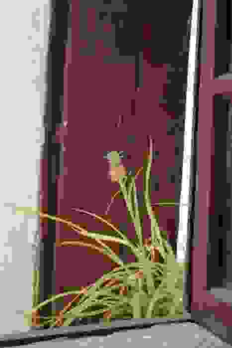 coltivare ananas