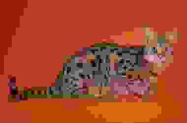 Ashera: ecco il gatto più caro del Mondo