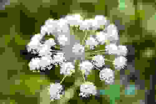 Angelica sylvestris
