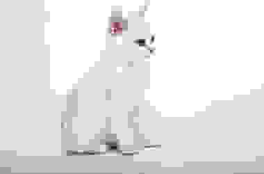 Gatto Burmilla: caratteristiche, educazione e cure