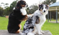 Anche gli animali avranno diritto alla mutua