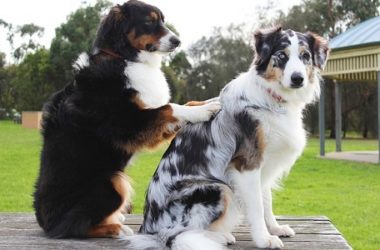 Anche gli animali avranno diritto alla mutua