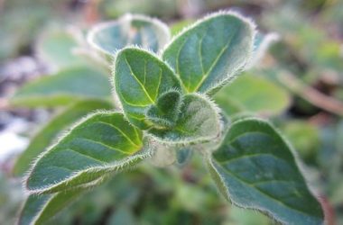 Olio essenziale di origano, benefici e utilizzi