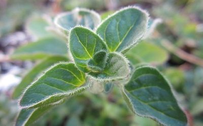 Olio essenziale di origano, benefici e utilizzi