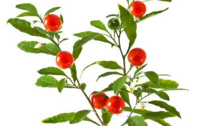 Ashwagandha, cos’è e come si utilizza