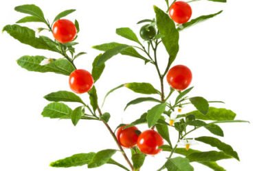 Ashwagandha, cos’è e come si utilizza