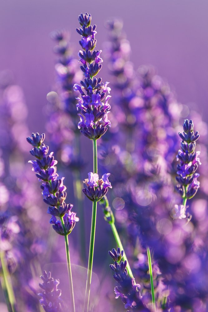 lavanda proprietà