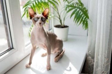 Quello che c’è da sapere sul gatto Sphynx, un gatto davvero originale