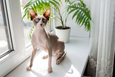 Quello che c’è da sapere sul gatto Sphynx, un gatto davvero originale