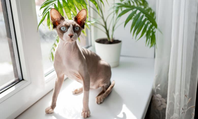 gatto sphynx