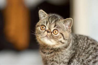 Quello che c’è da sapere sul gatto Exotic Shorthair, una razza nata da una selezione recente