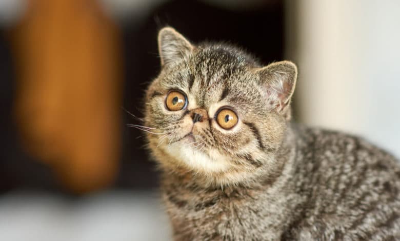 gatto exotic shorthair