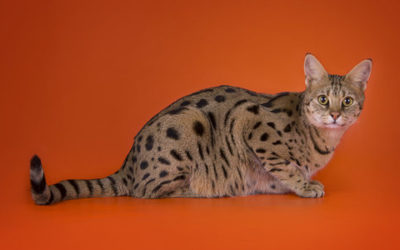 Ashera: ecco il gatto più caro del Mondo