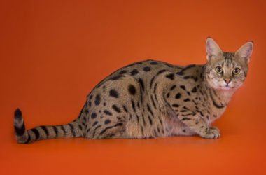 Ashera: ecco il gatto più caro del Mondo