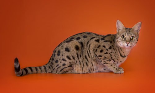 Ashera: ecco il gatto più caro del Mondo