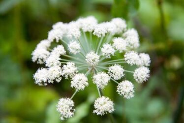 Angelica: proprietà benefici e utilizzi