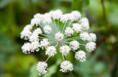 Angelica: proprietà benefici e utilizzi