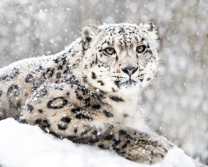 Tigre bianca delle nevi