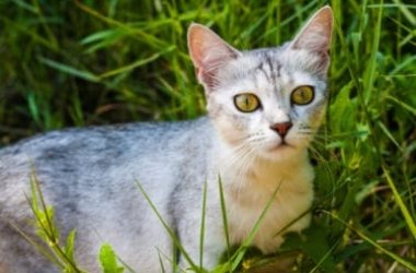 Tutto sul gatto Burmilla, una razza che deriva dall’incrocio di Persiano e Burmese