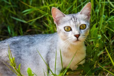 Tout savoir sur le chat Burmilla, une race issue du croisement du persan et du birman