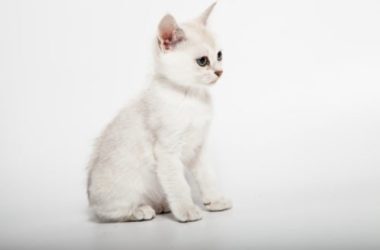 Gatto Burmilla: caratteristiche, educazione e cure