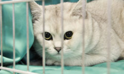 Gatto Burmilla: caratteristiche, educazione e cure
