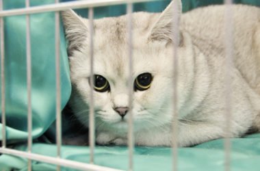 Gatto Burmilla: caratteristiche, educazione e cure