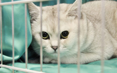Gatto Burmilla: caratteristiche, educazione e cure