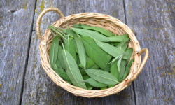 La salvia: proprietà e utilizzi in cucina e in cosmetica