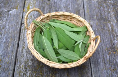 La salvia: proprietà e utilizzi in cucina e in cosmetica