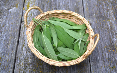 La salvia: proprietà e utilizzi in cucina e in cosmetica