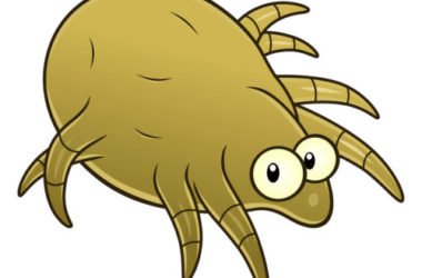 Come combattere gli acari con rimedi naturali