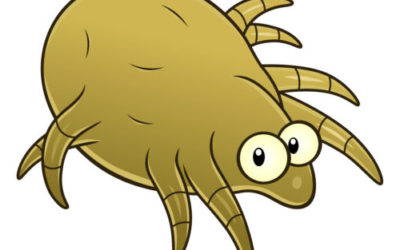 Come combattere gli acari con rimedi naturali