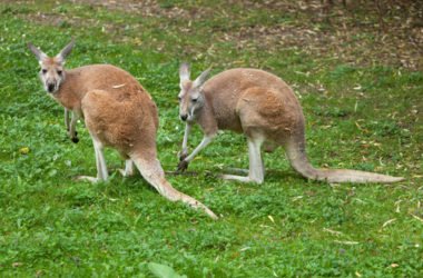 In Australia è guerra ai canguri, quest’anno ne saranno uccisi 1 milione