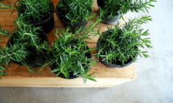 Rosmarino: proprietà terapeutiche e benefici